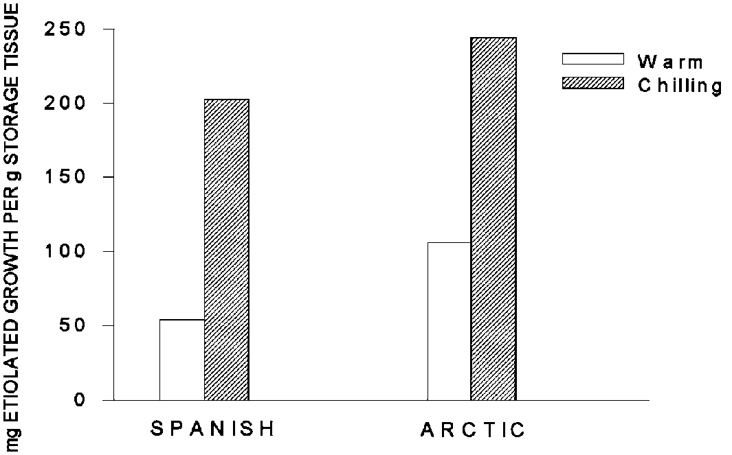 Effects of temperature on etiolated growth of two strains of sweetclover.