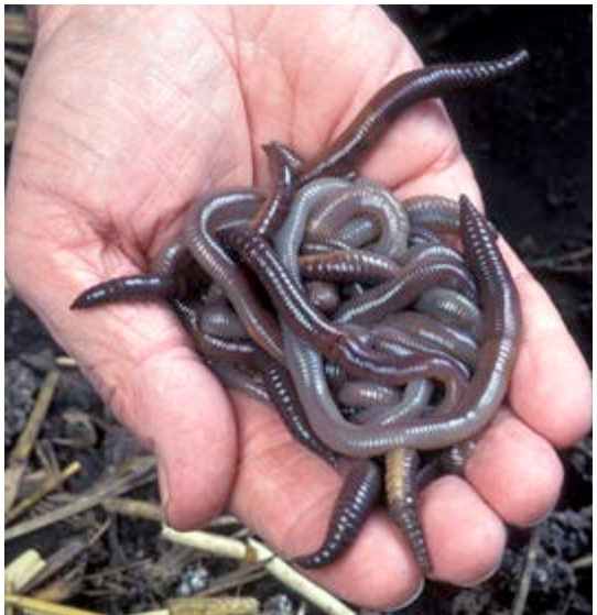 Hand holding a cluster of worms