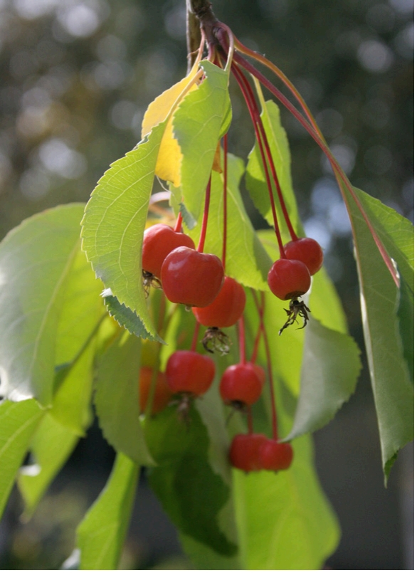 Many small round red fruits connected to stems