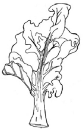 Stem with large fanning leaf