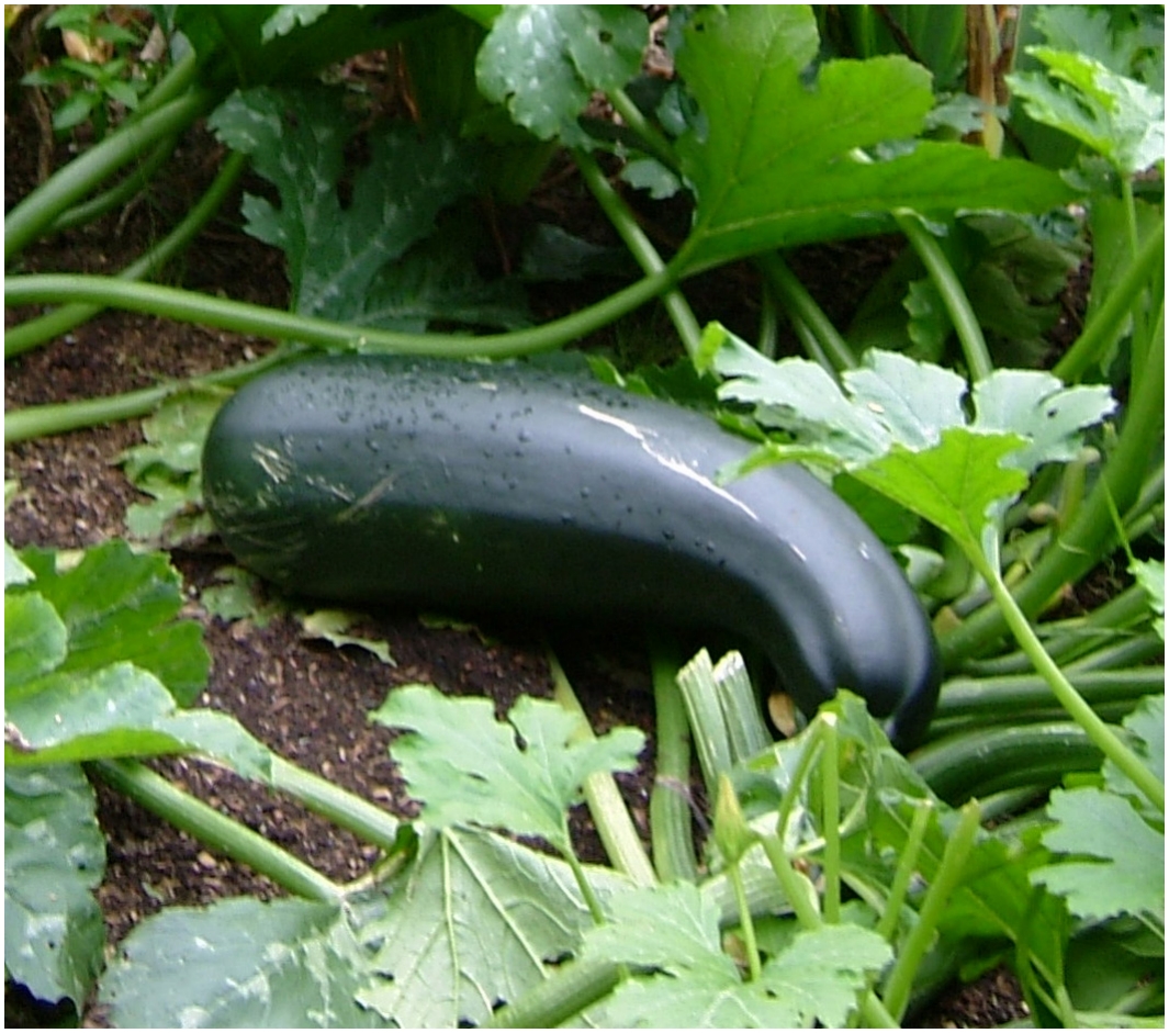 Eggplant in a lush garden