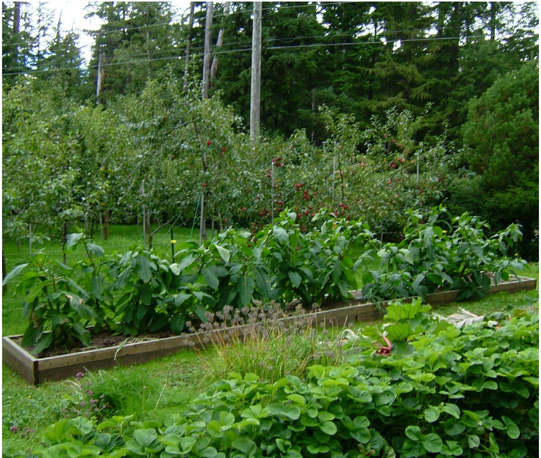 Lush green garden