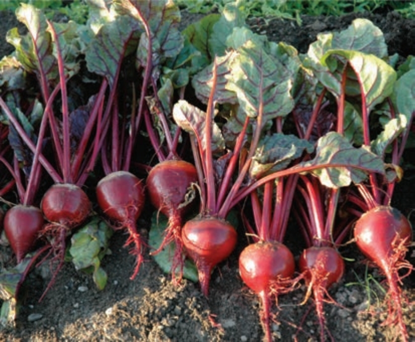 Lineup of red root vegetables with leafy stems