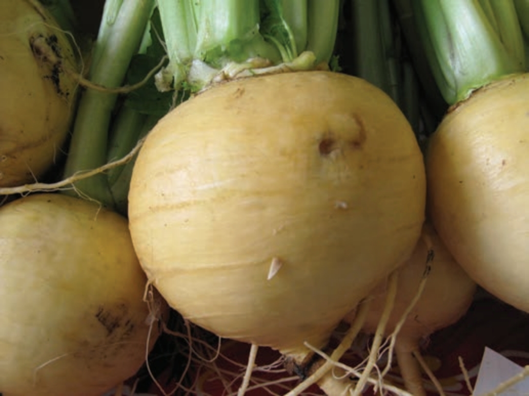 Golden turnips
