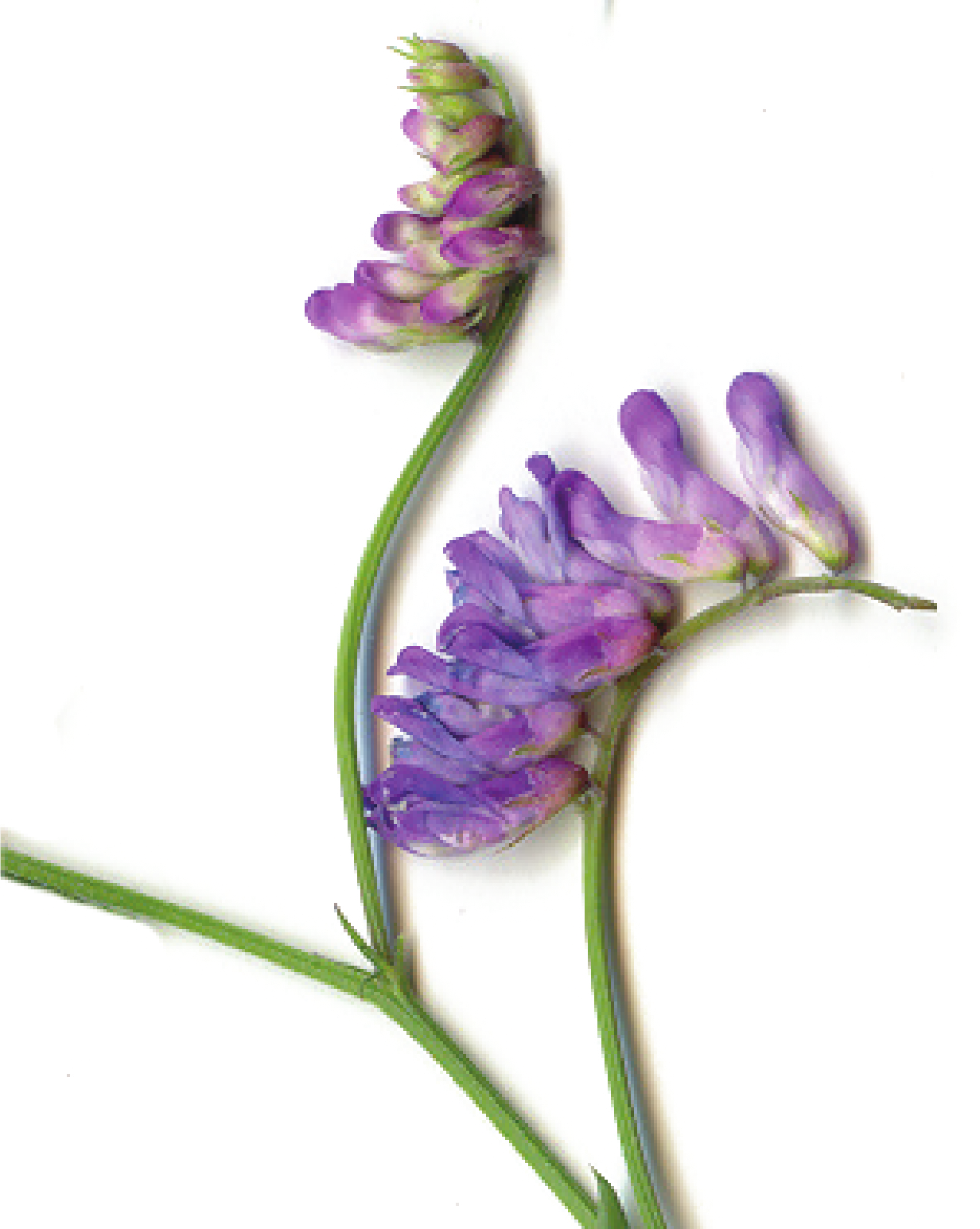 Flowering bird vetch