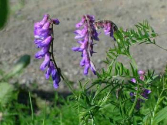 Three long purple flowers