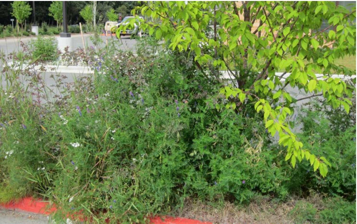 Leafy green shrubs