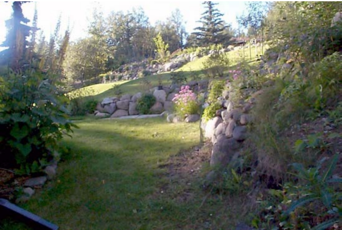 Open yard with trees and low cut grass