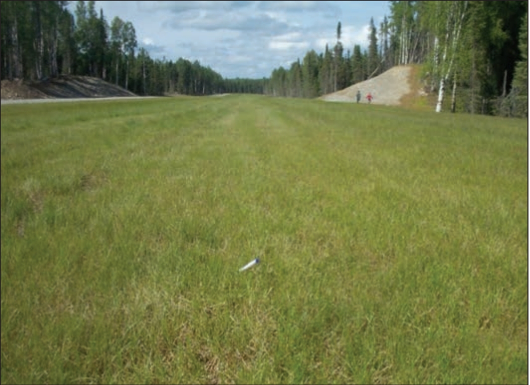 Red fescue grass field