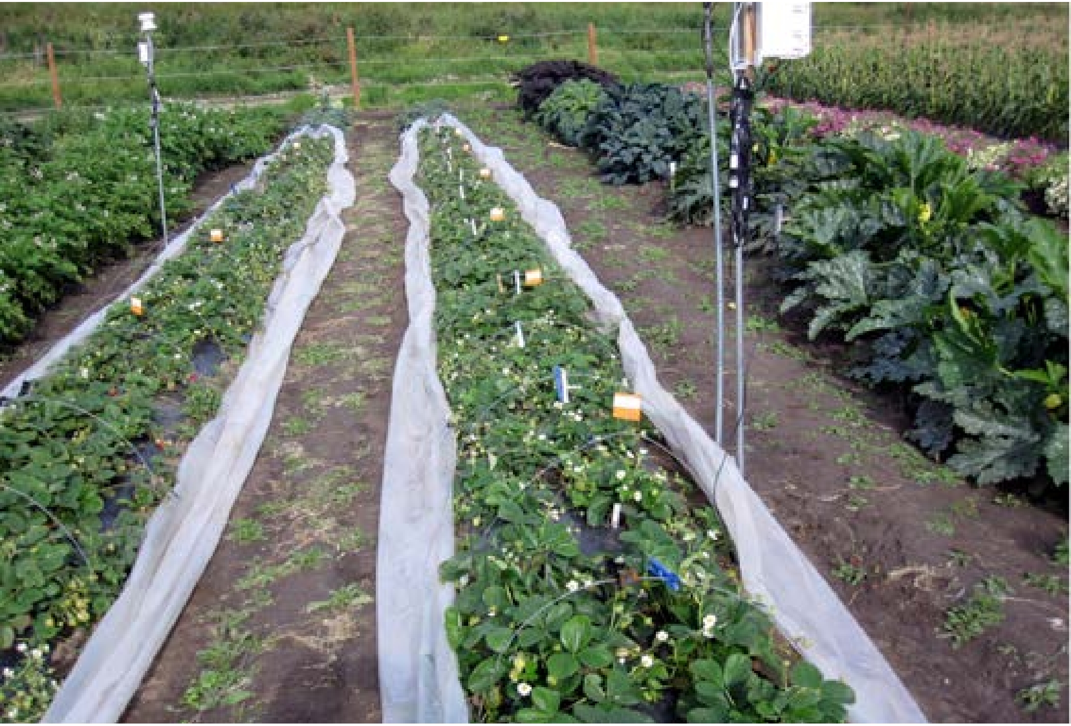 Clear plastic covering rows of ground