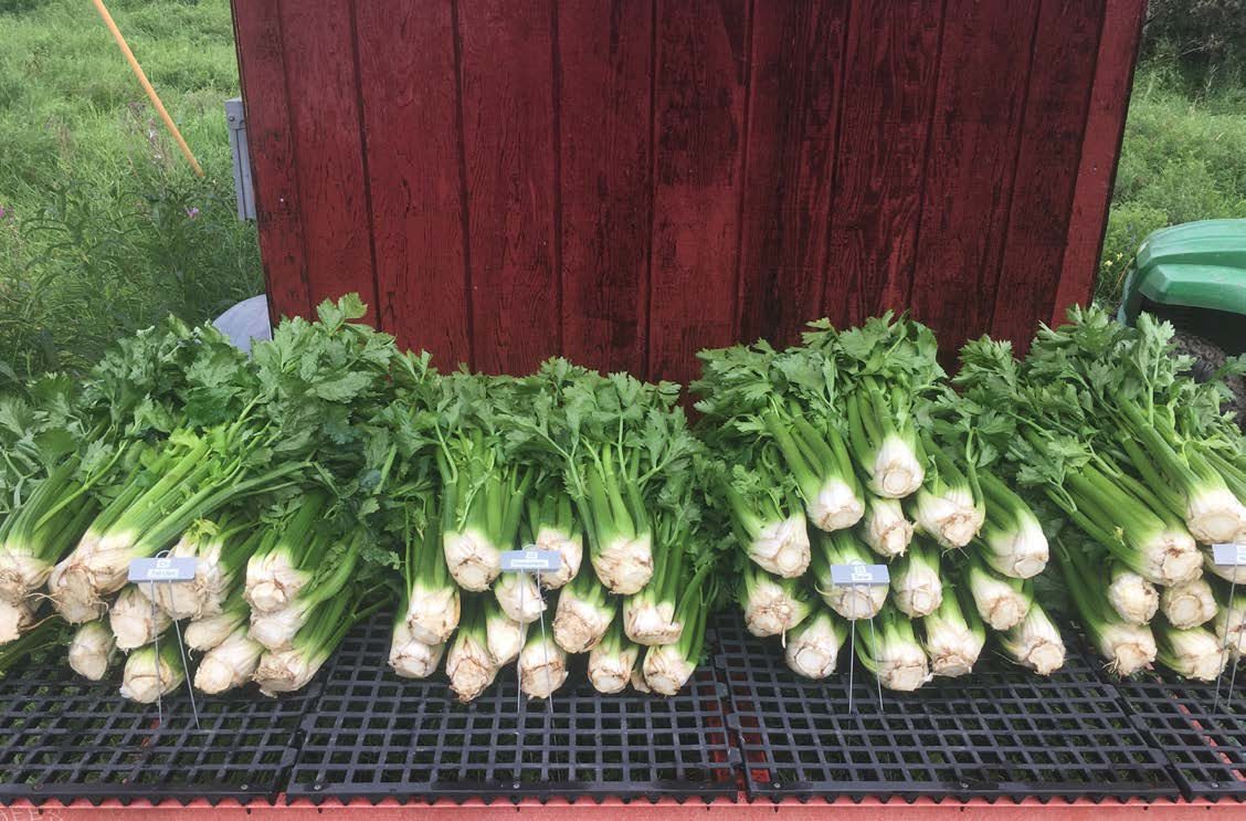 Celery varieties await evaluation post-harvest