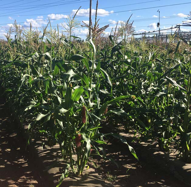 One of the corn plots.