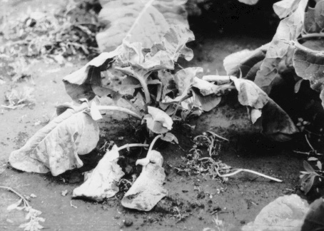 Broccoli plant showing symptoms of root maggot damage