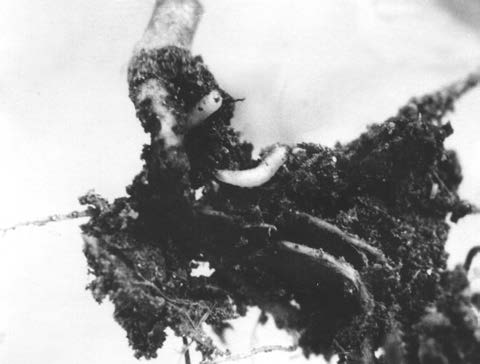 Root maggot larvae feeding on the root of amustard plant