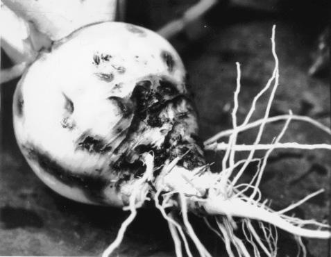 Damage to turnip caused by root maggot larvae