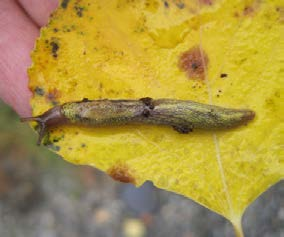 Bug on a yellow leaf