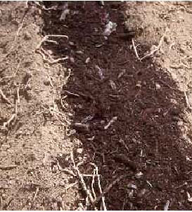 Compost applied as an organic soil amendment