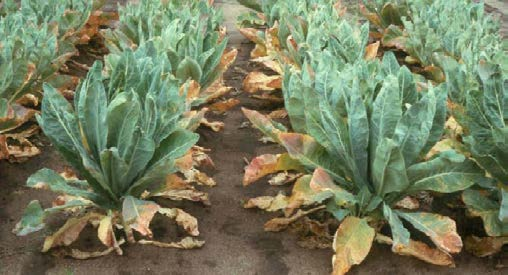 Nitrogen deficiency symptoms on cauliflower.