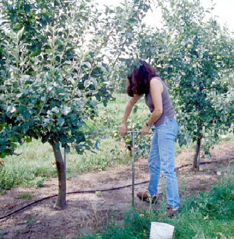 Soil sampling under apple trees for soil fertility testing