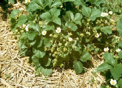 Straw used as a mulch in a strawberry bed