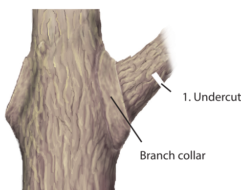 Branch