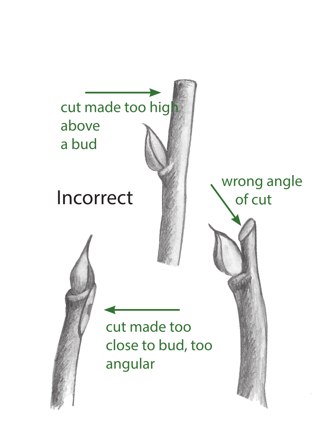 Branches cut in various ways