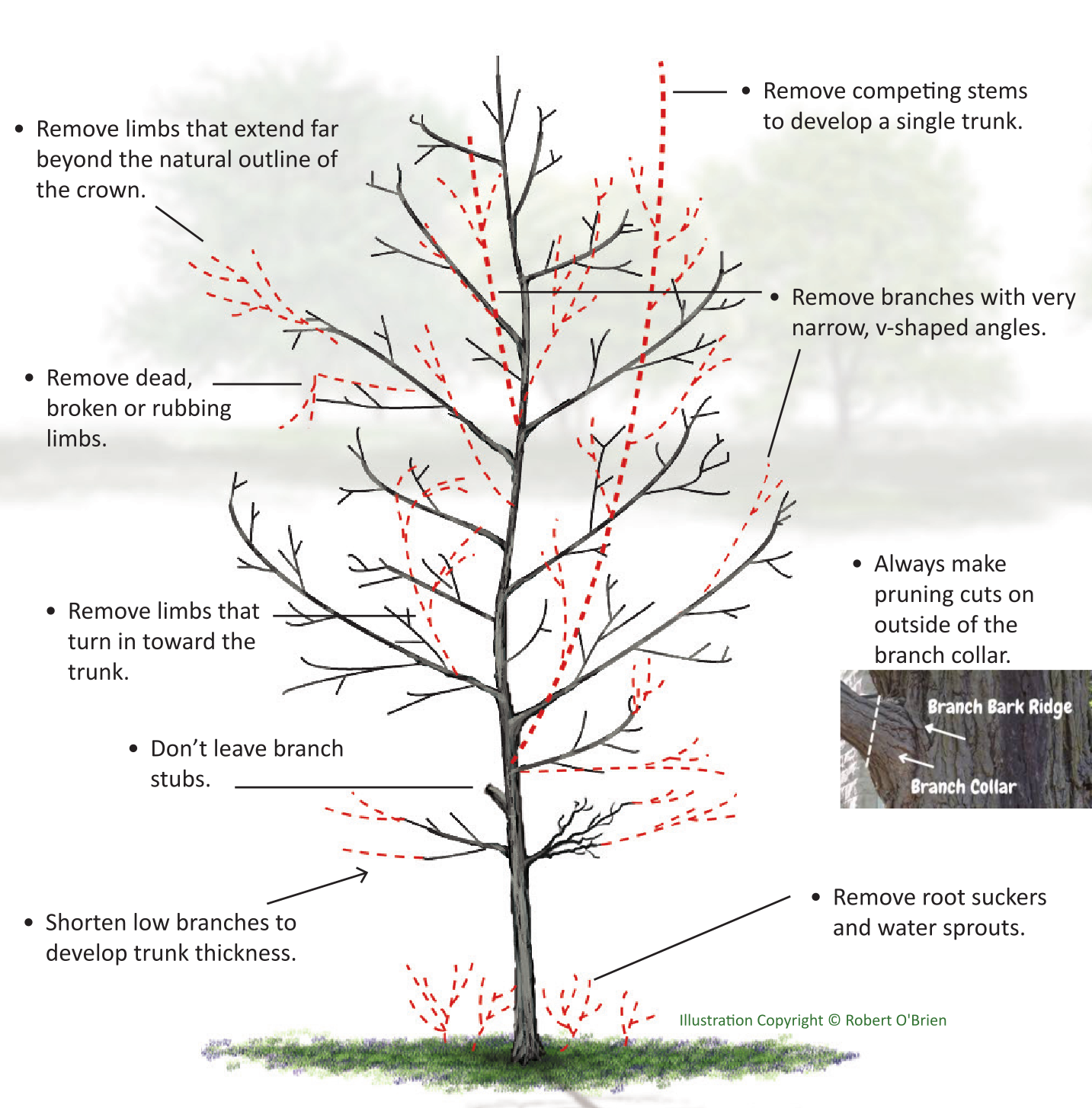 Plant a Tree: An Alaska Guide to Tree Care | Cooperative Extension Service