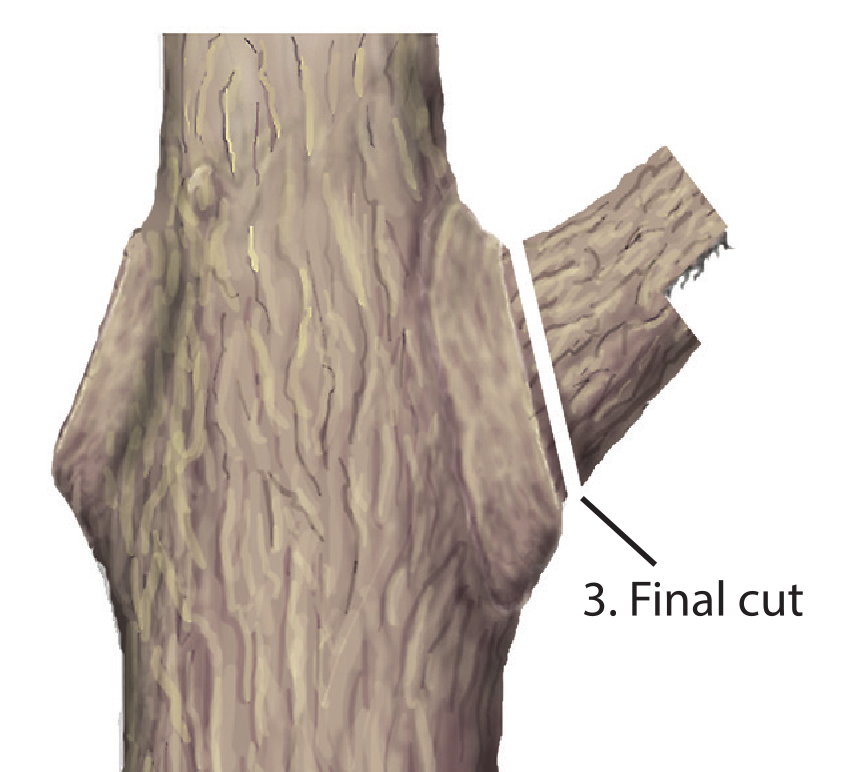 Final branch cut