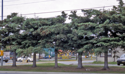 Trees next to power lines