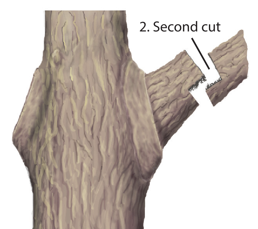 Branch second cut