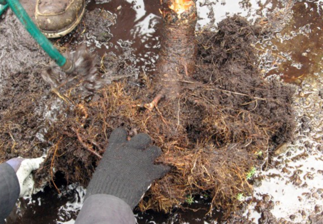 Roots being separated from each other