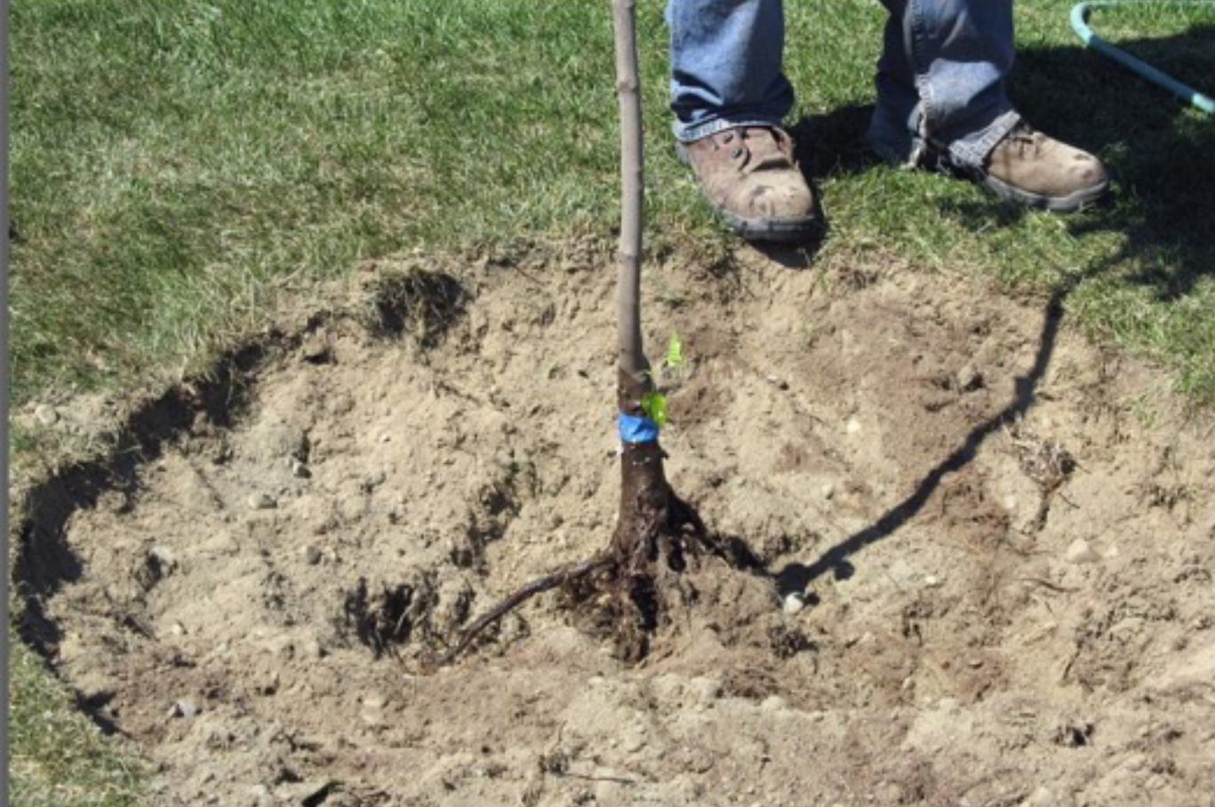 Planting tree in shallow hole