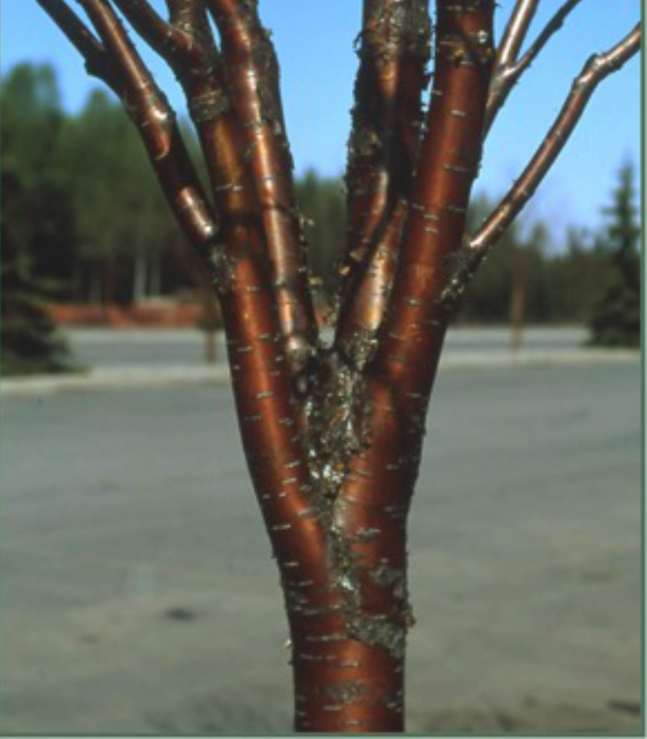 Branches grown in a v-shape