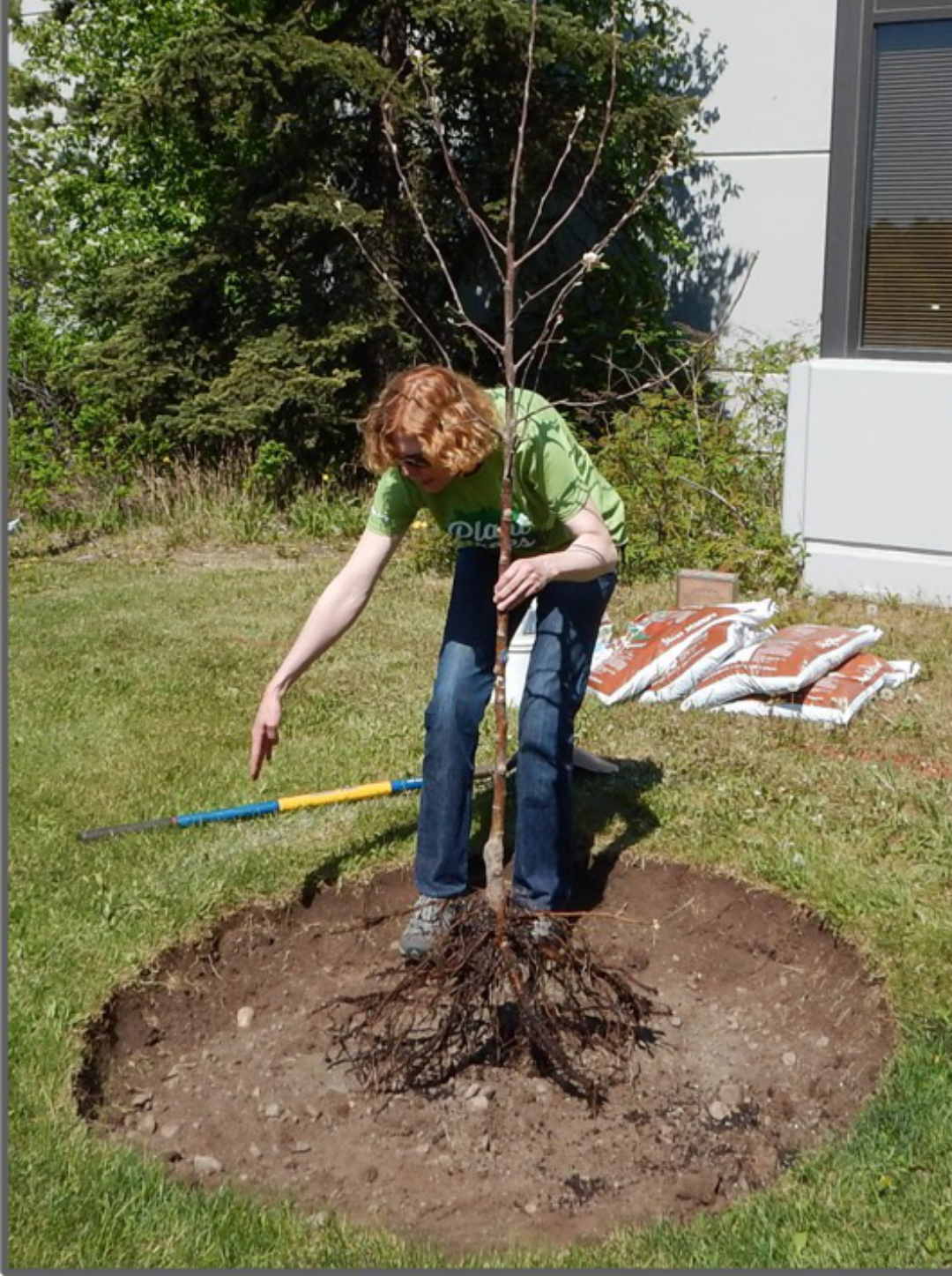 Tree planting