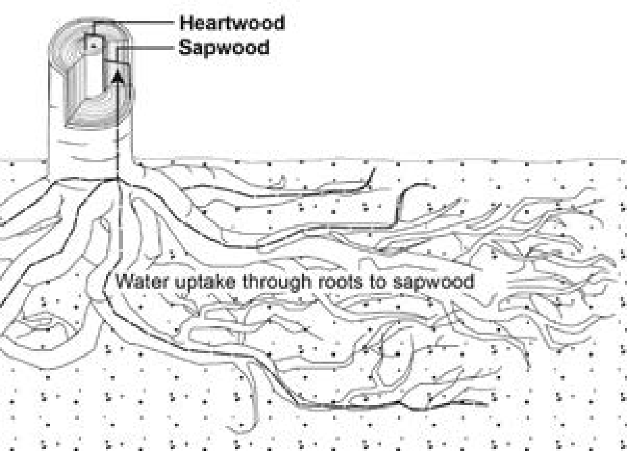 Movement of water from the soil