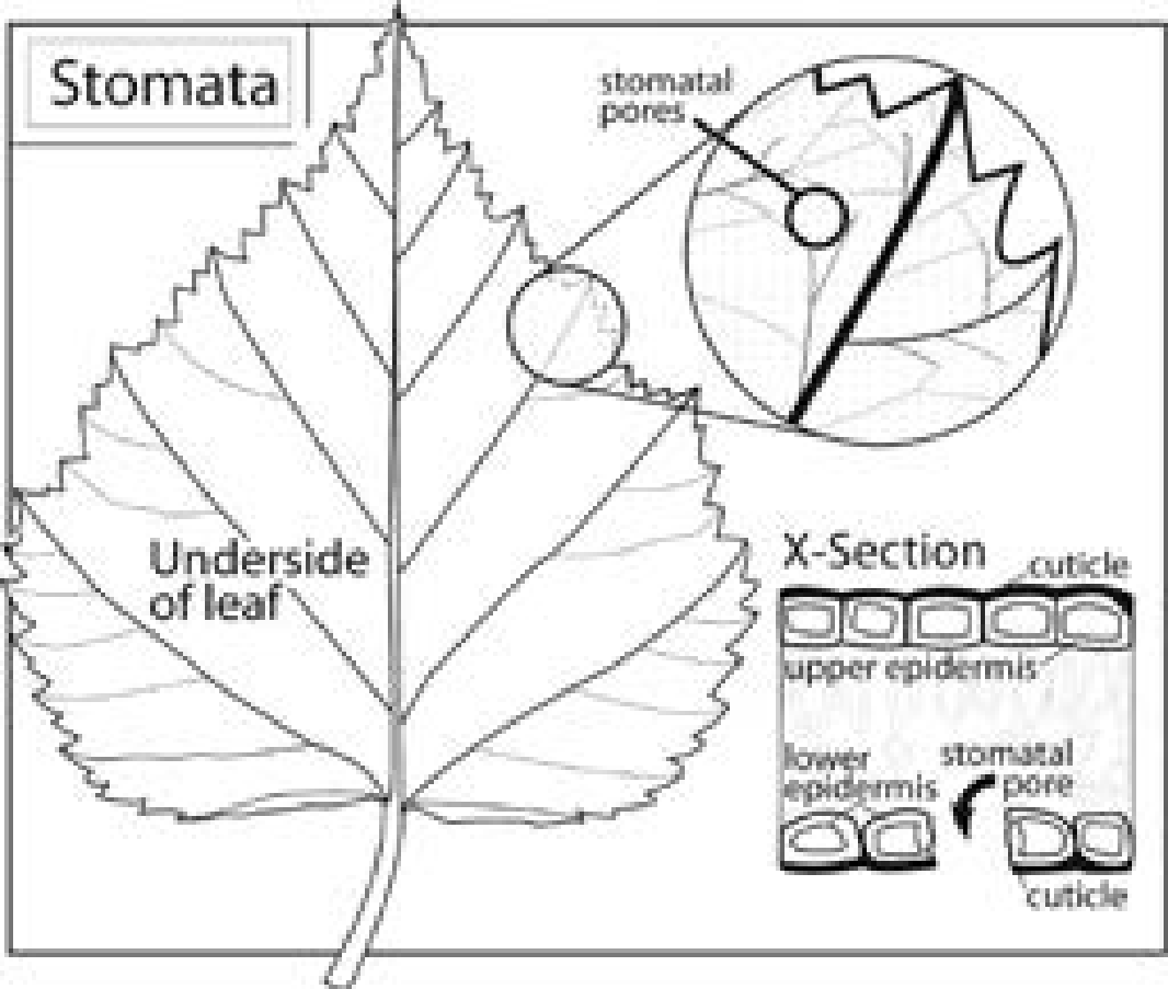 Stomatal pores typically found on the underside of tree leaves 