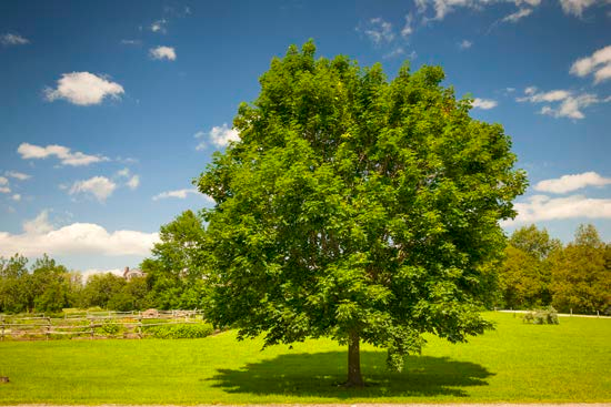 Tree in a field