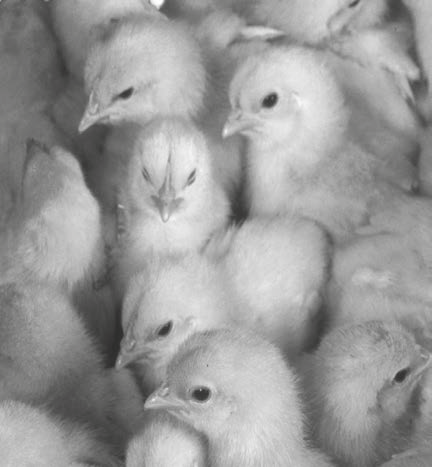 Flock of baby chicks