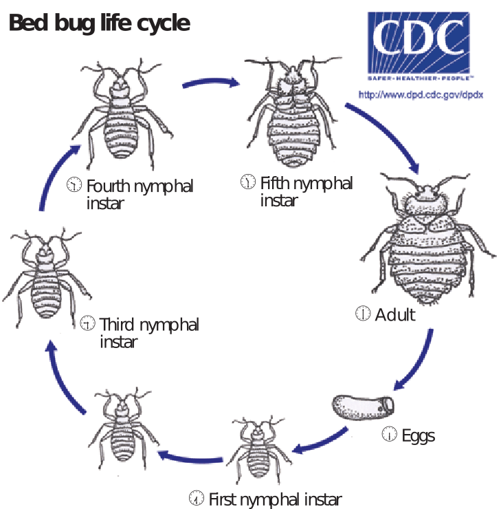 First, second, third, and fourth nymphal instar, and adult bed bug