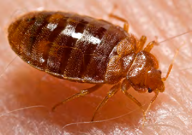 Bedbug (Cimex lectularius)