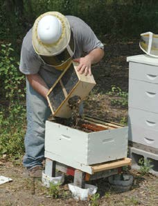 Installing a package of bees.