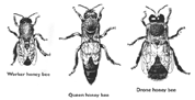 From left: worker, queen and drone.