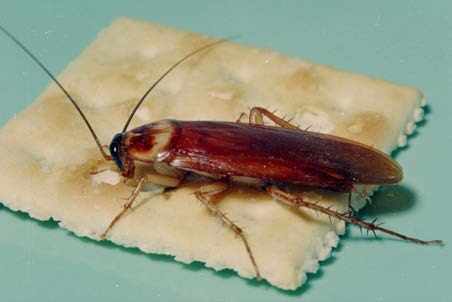 American cockroach adult.