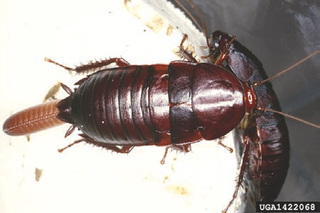 oriental cockroach adult female with egg case.