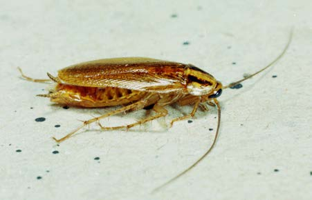 German cockroach adult.