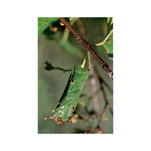 https://uaf.edu/ces/publications/database/insects-pests/files/images/icon-birch-leaf.jpg