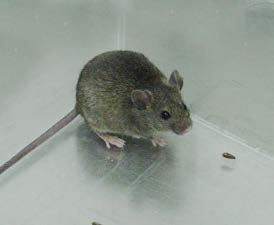 House mouse