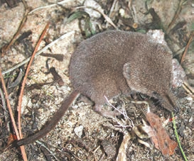 Arctic shrew