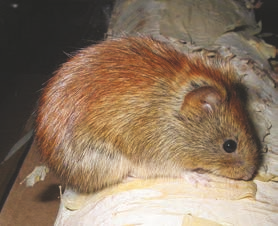 Red-backed vole