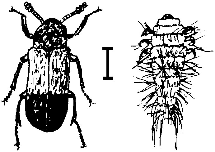 Larder Beetle, Larder Beetle Larvae